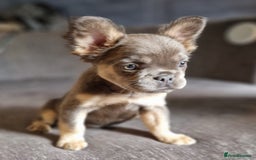 French Bulldog dogs for sale: 3 French bulldog females - Image 1