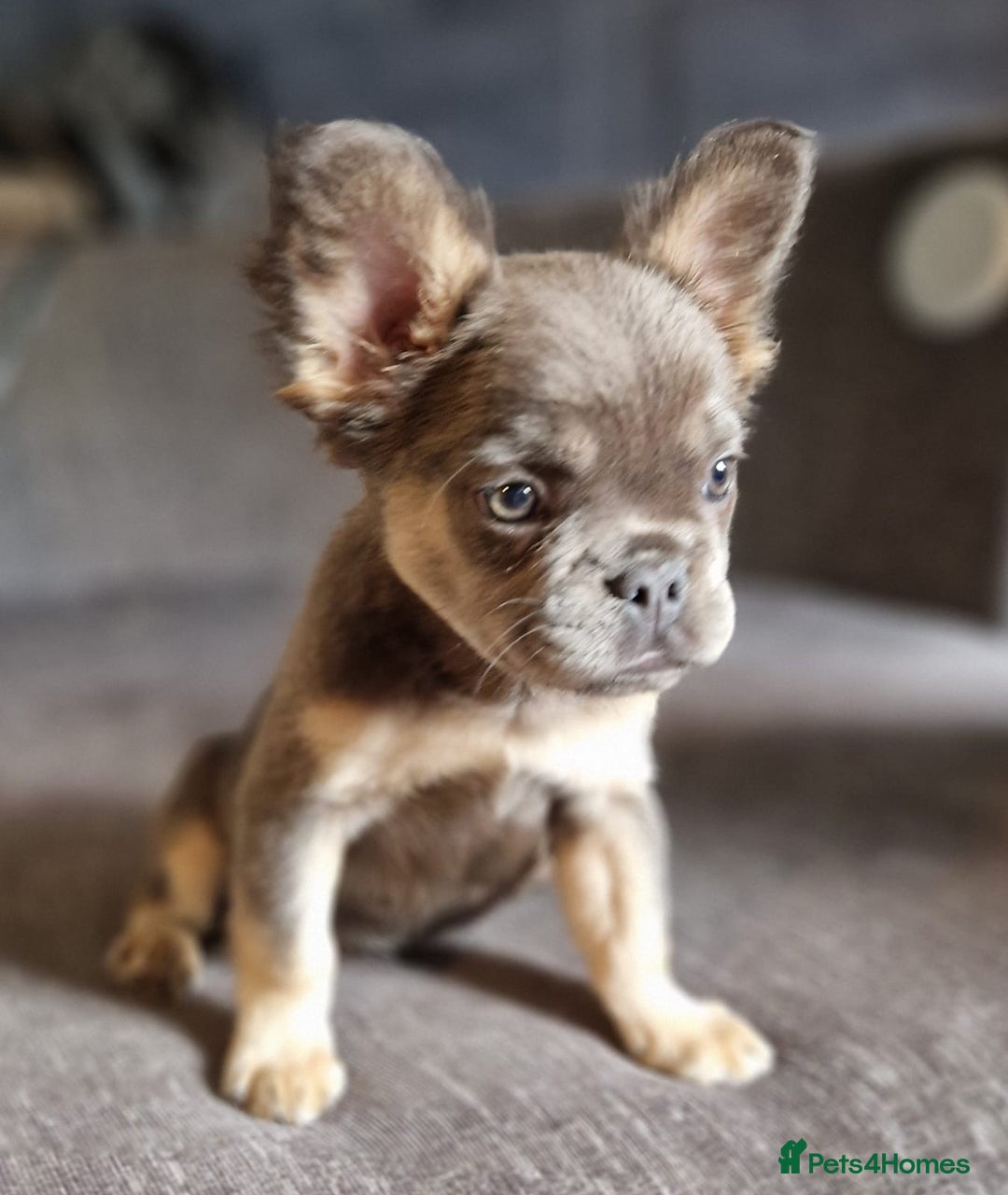 French Bulldog dogs for sale: 3 French bulldog females - Image 1