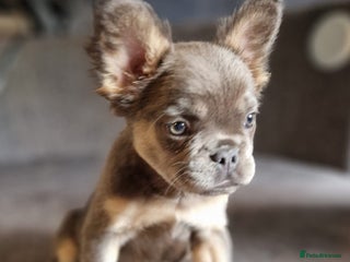 French Bulldog dogs - Advert 6