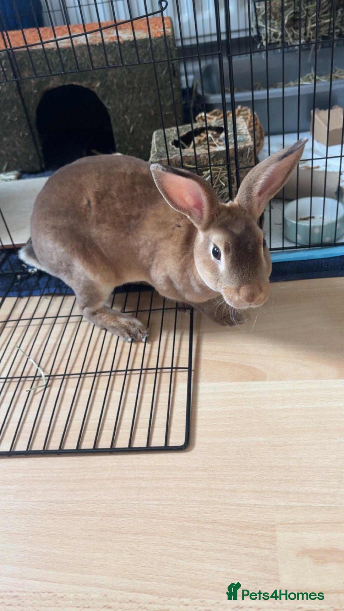 Rex rabbits Mini Rex  - Advert 1