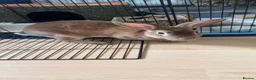 Rex rabbits for sale: Mini Rex  in Chesterfield - Advert 1