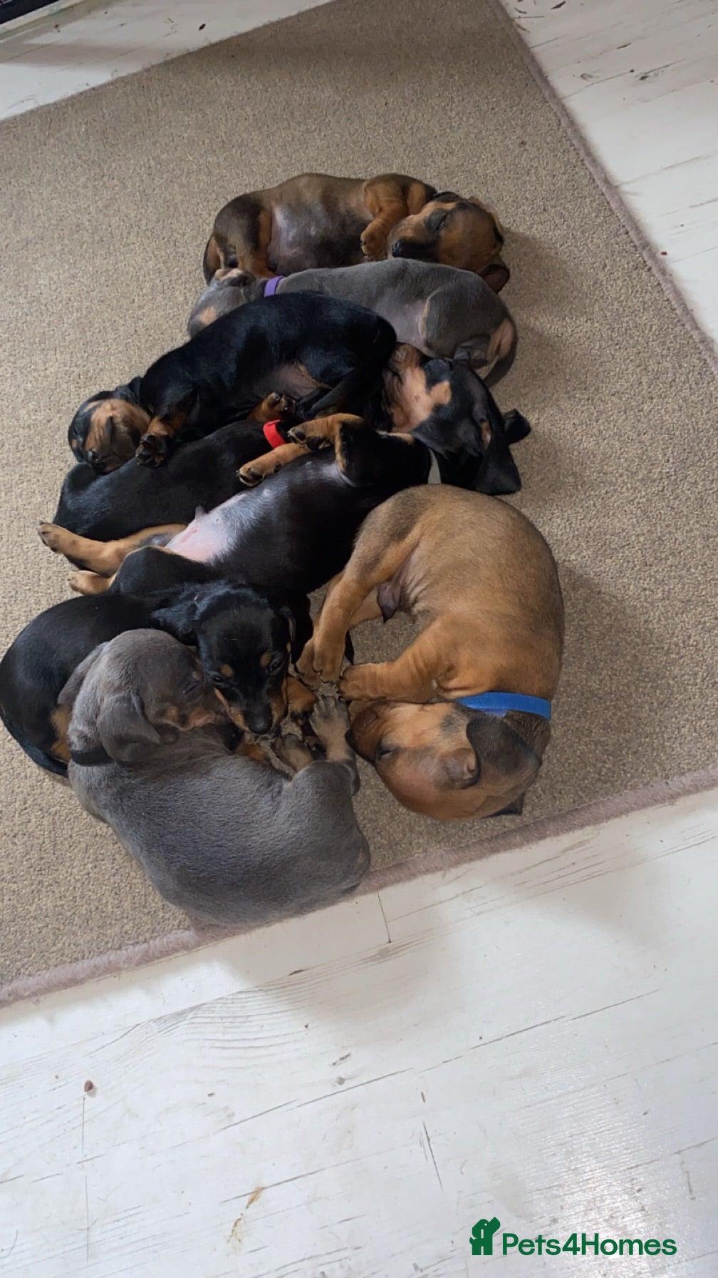 Dachshund dogs Dachshund puppies  - Advert 7