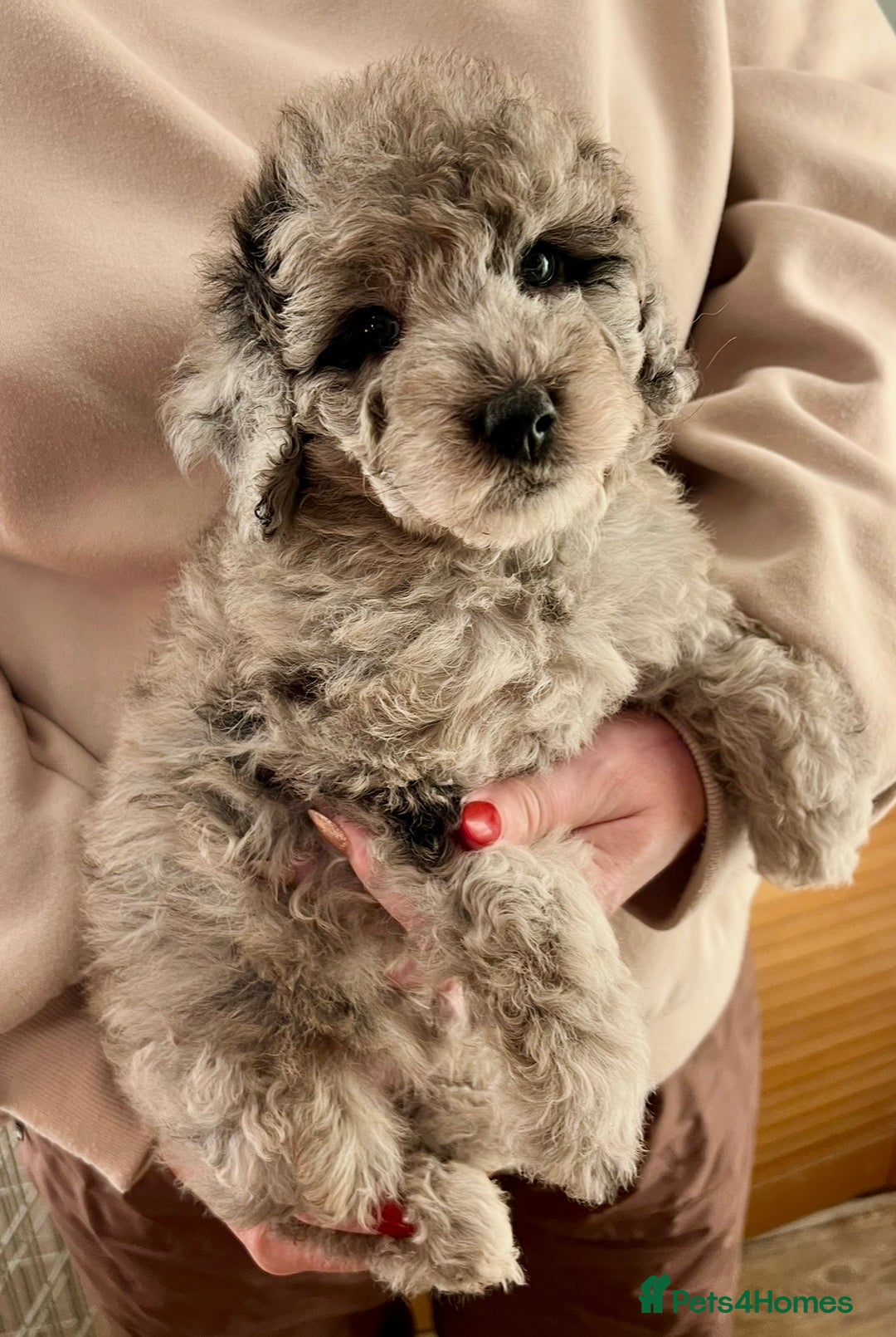 Labradoodle dogs for sale: F1b Labradoodles, Miniature Health tested parents - Advert 32