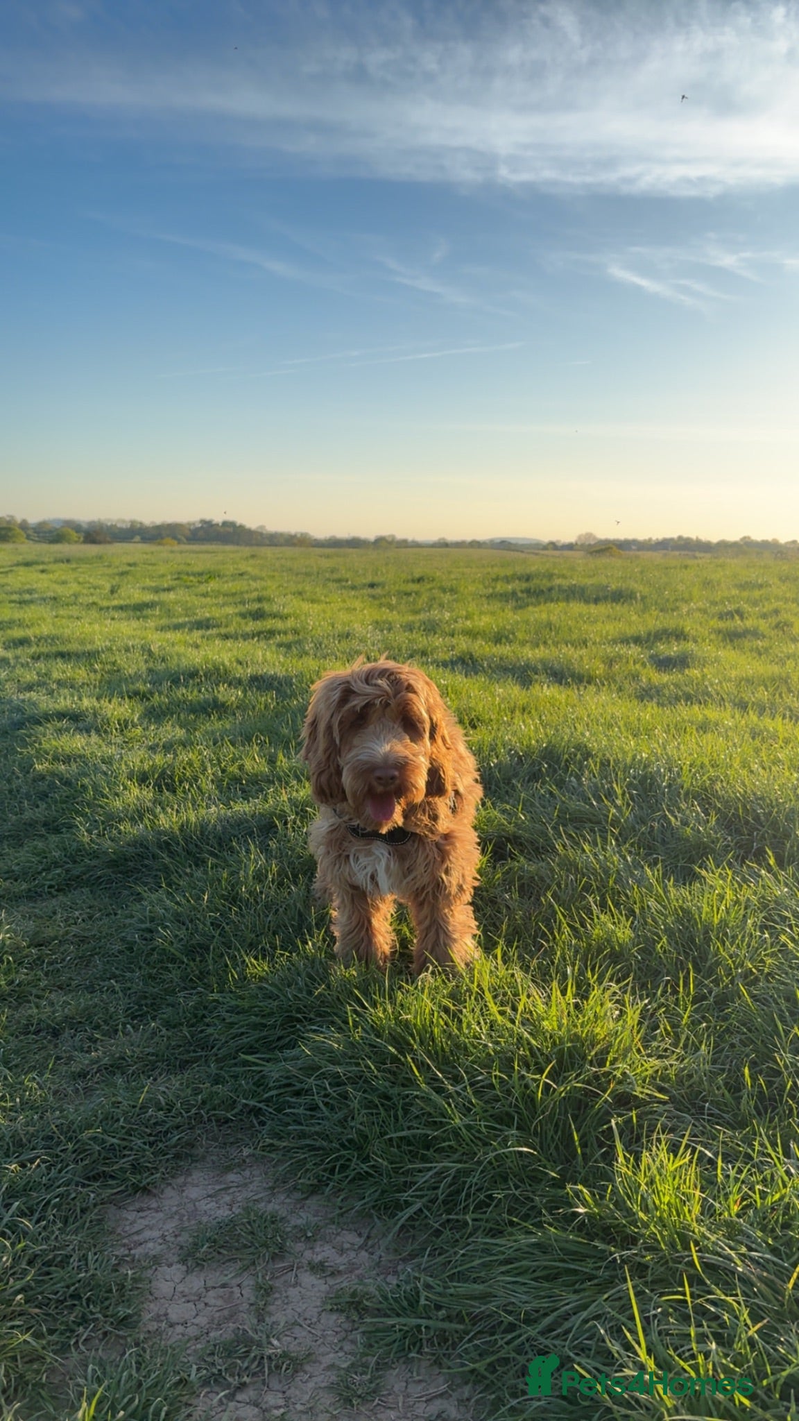 Cockapoo dogs Cockapoo 8 months - Advert 3
