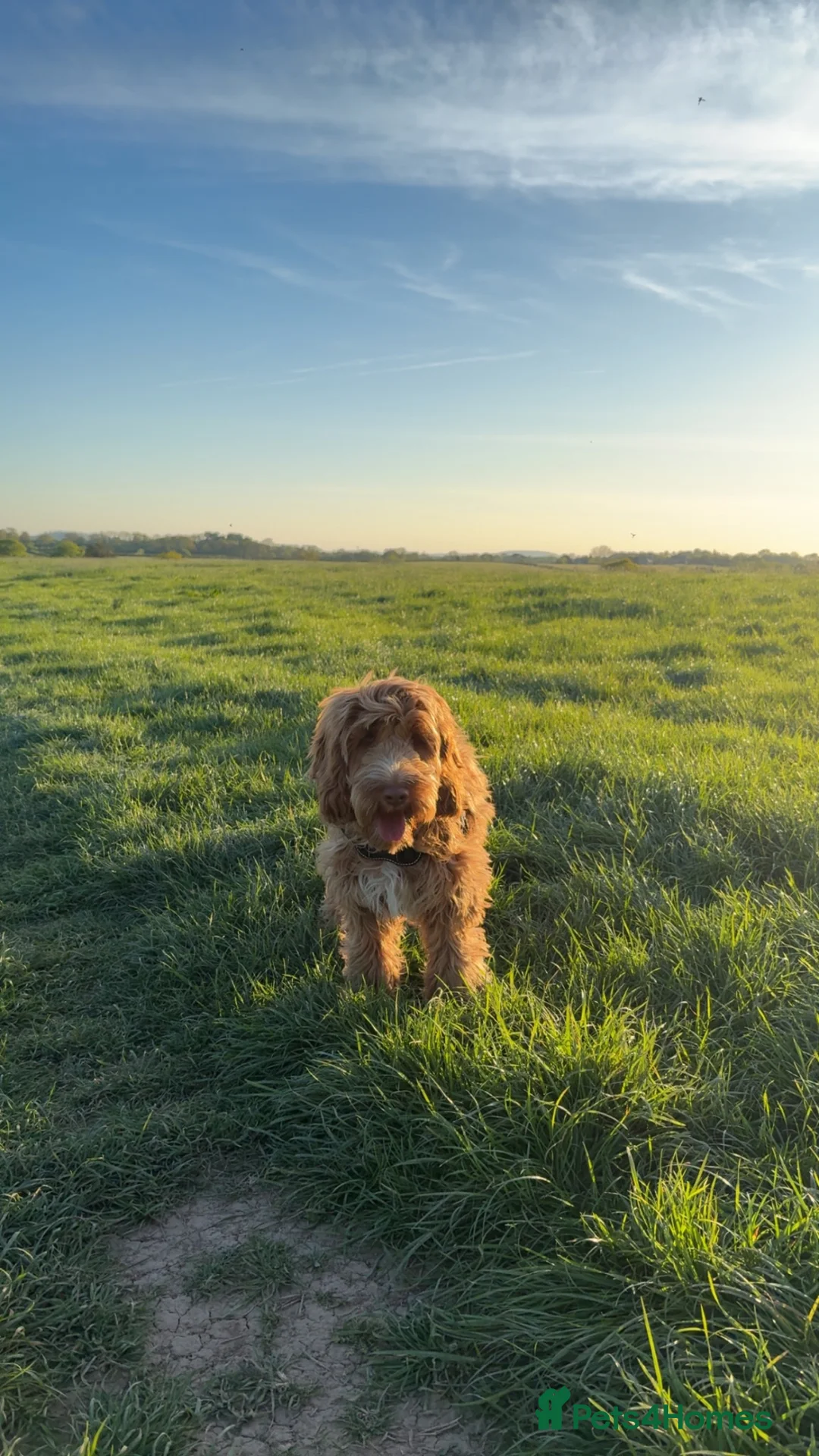 Cockapoo dogs for sale: Cockapoo 8 months in Bristol - Advert 1