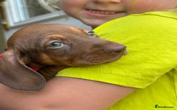 Miniature Dachshund dogs for sale: Miniature dachshund puppies - Image 15