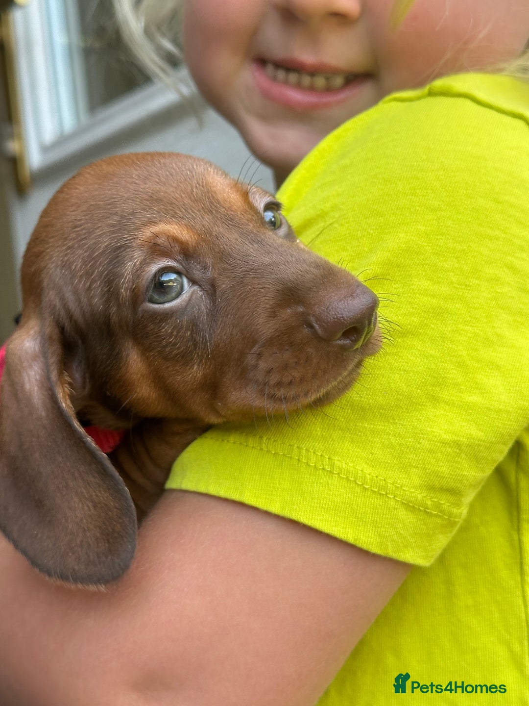 Miniature Dachshund dogs for sale: Miniature dachshund puppies - Image 15