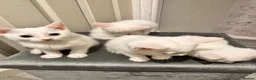 Mixed Breed cats for sale: Pure white kittens - Advert 1