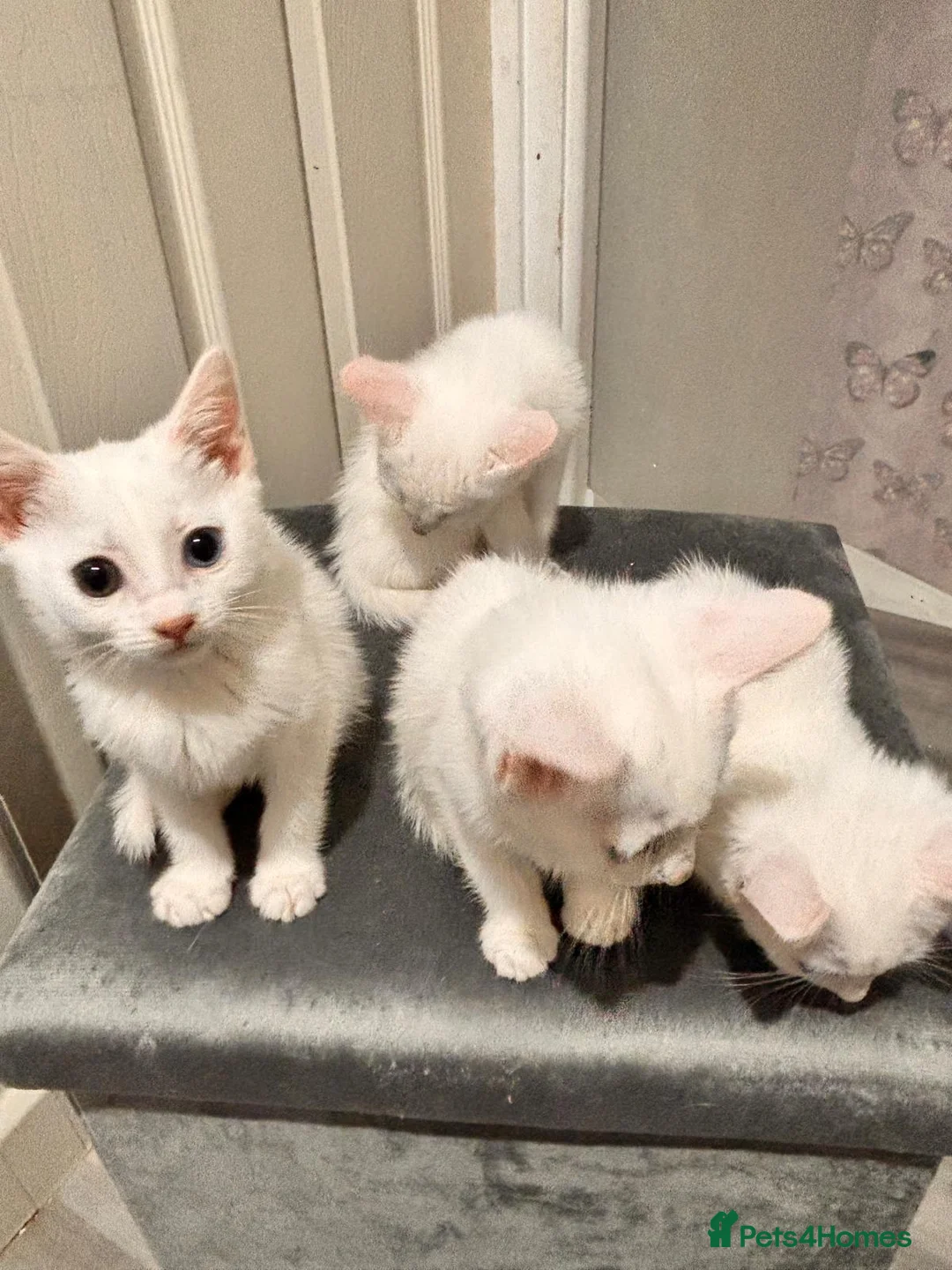 Mixed Breed cats for sale: Pure white kittens - Advert 1