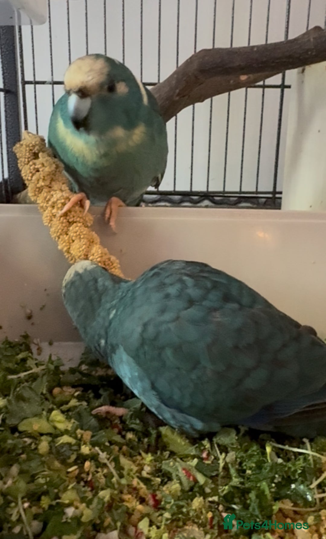 Parakeets birds for sale: Kakarikis ready to go 1 male 2 female - Image 5