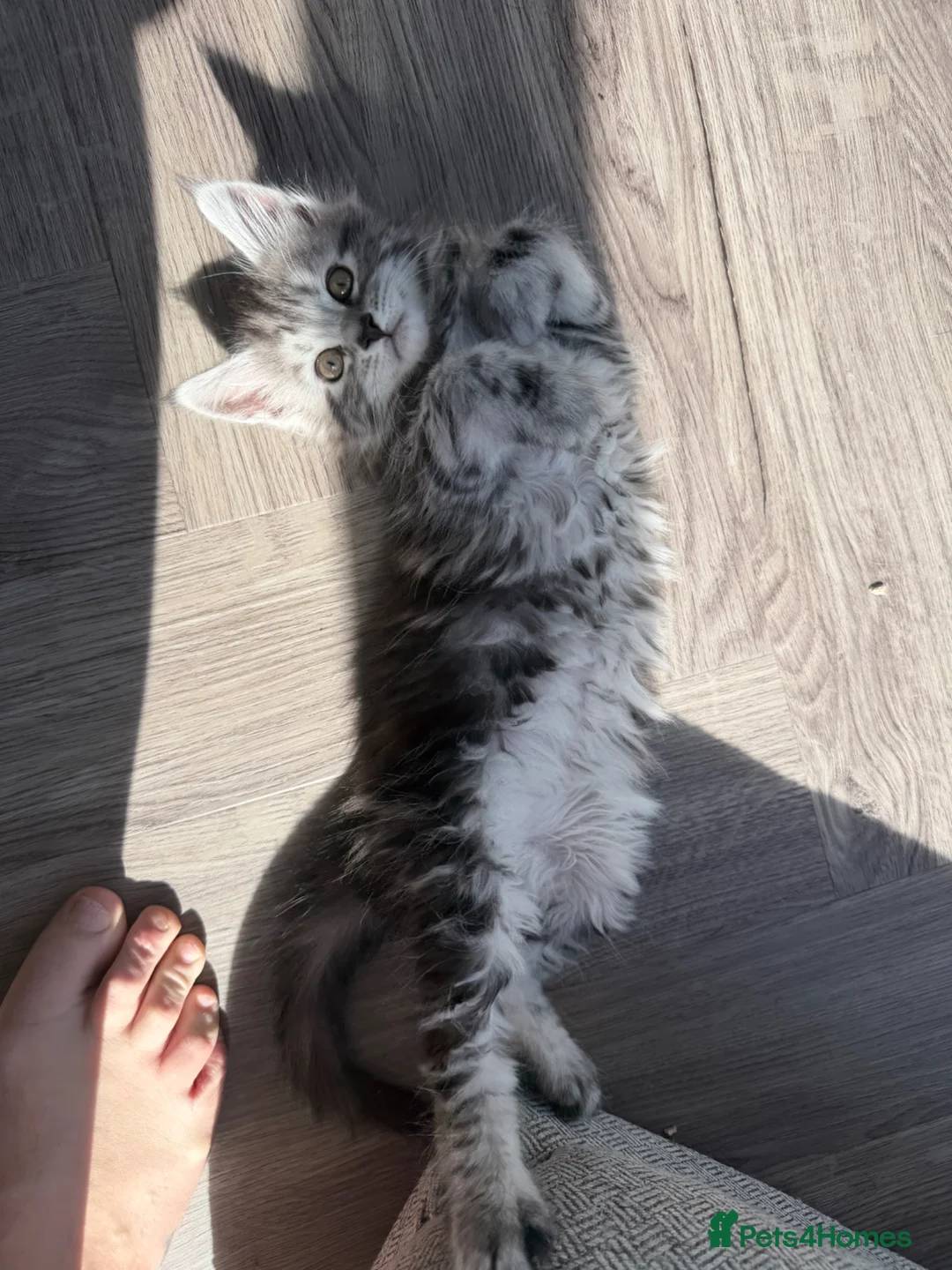 Maine Coon cats for sale: Main coin kitten  - Advert 6