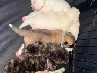 Japanese Akita Inu dogs 7 Japanese akitas - Advert 1