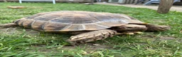Tortoise reptiles for sale: Male Sulcata  - Advert 2