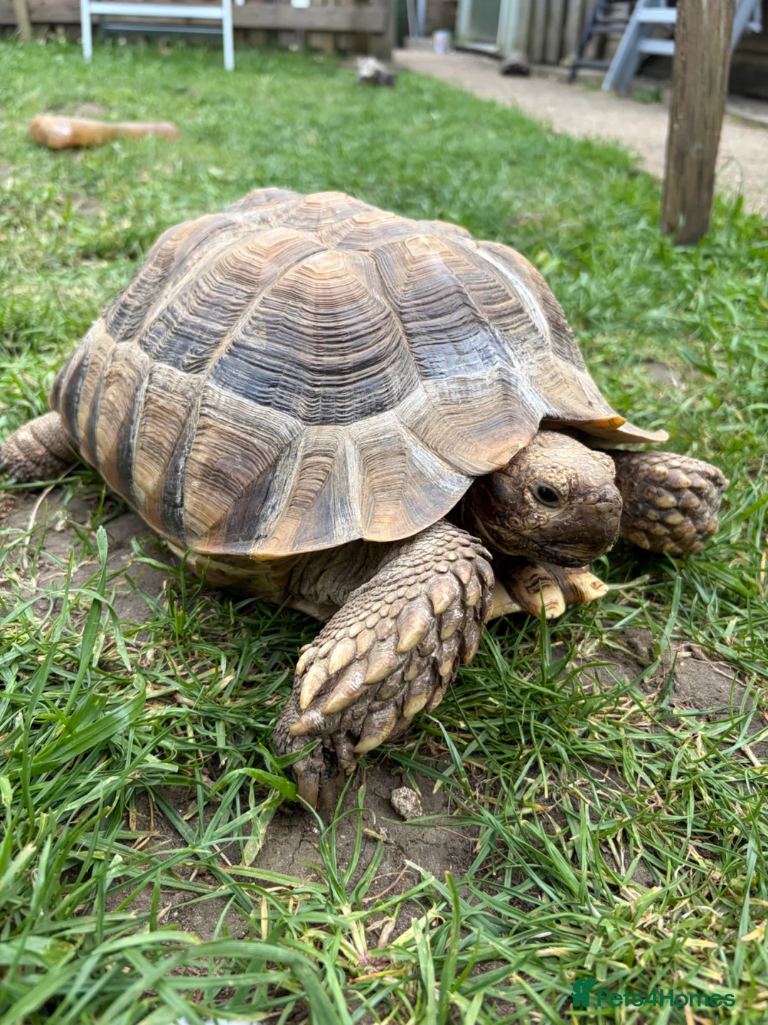 Tortoise reptiles for sale: Male Sulcata  - Advert 2