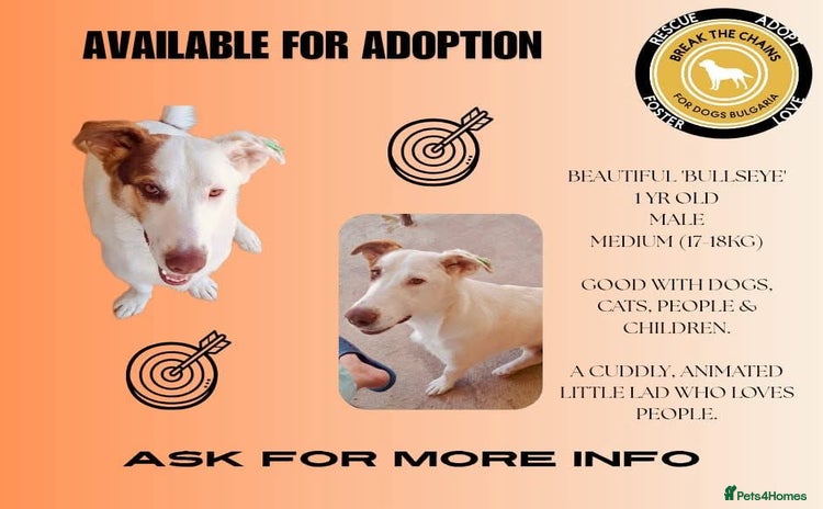 Mixed Breed dogs - Advert 5