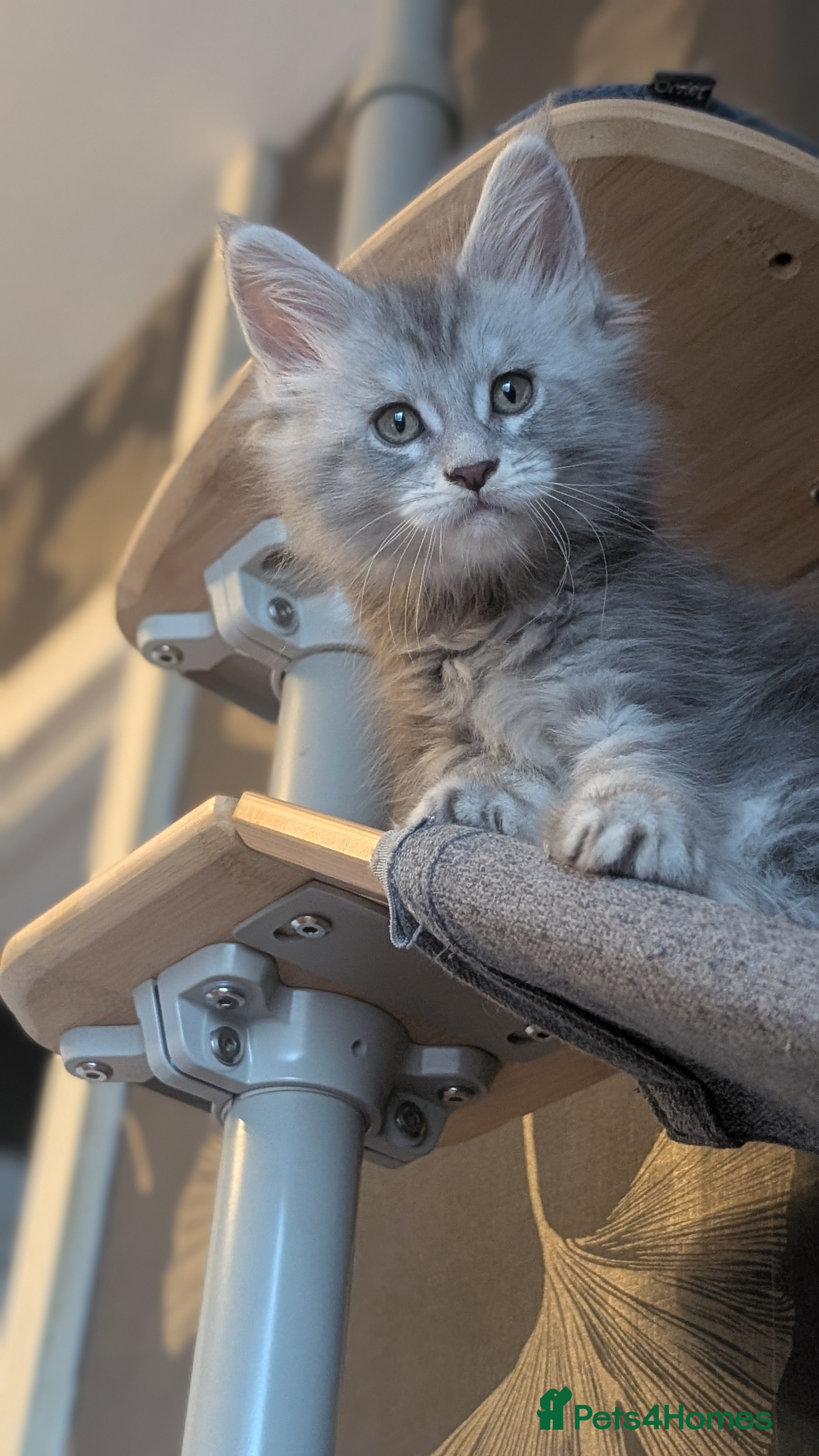 Maine Coon cats Pedigree, Tica registered boys.  - Advert 9