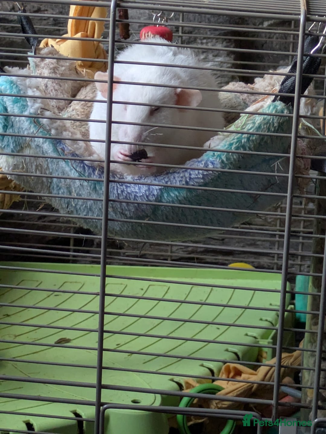Rat rodents for sale: 2 Rats for rehoming - Image 8