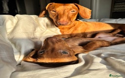 Dachshund dogs for sale: Beautiful puppies of standard dachshund  - Image 10