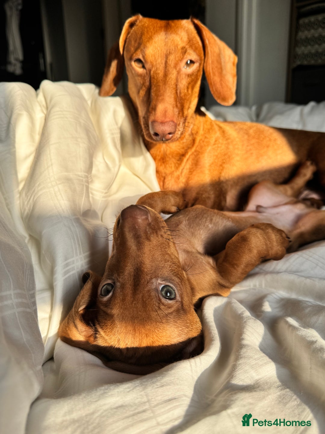 Dachshund dogs for sale: Beautiful puppies of standard dachshund  - Image 10