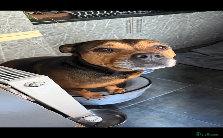 Mixed Breed dogs - Advert 1