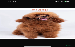 Toy Poodle dogs for sale: Teddi female 6’m old tiny Kc toy poodle  in Chichester - Image 16