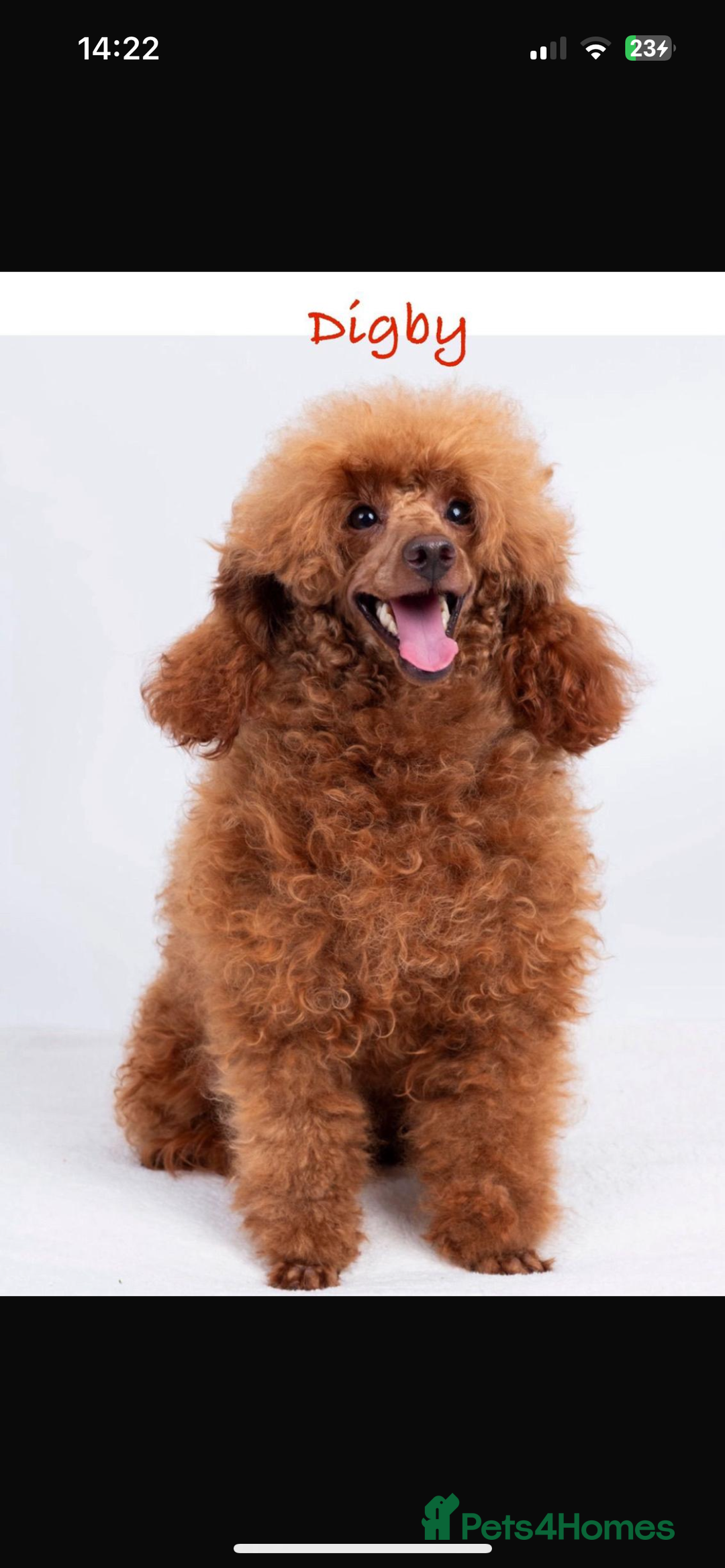 Toy Poodle dogs for sale: Teddi female 6’m old tiny Kc toy poodle  in Chichester - Image 16
