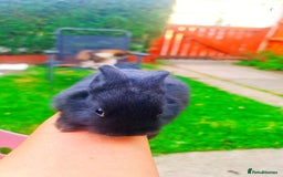 Alaska rabbits for sale: 3 Alaskan baby rabbits - Image 6