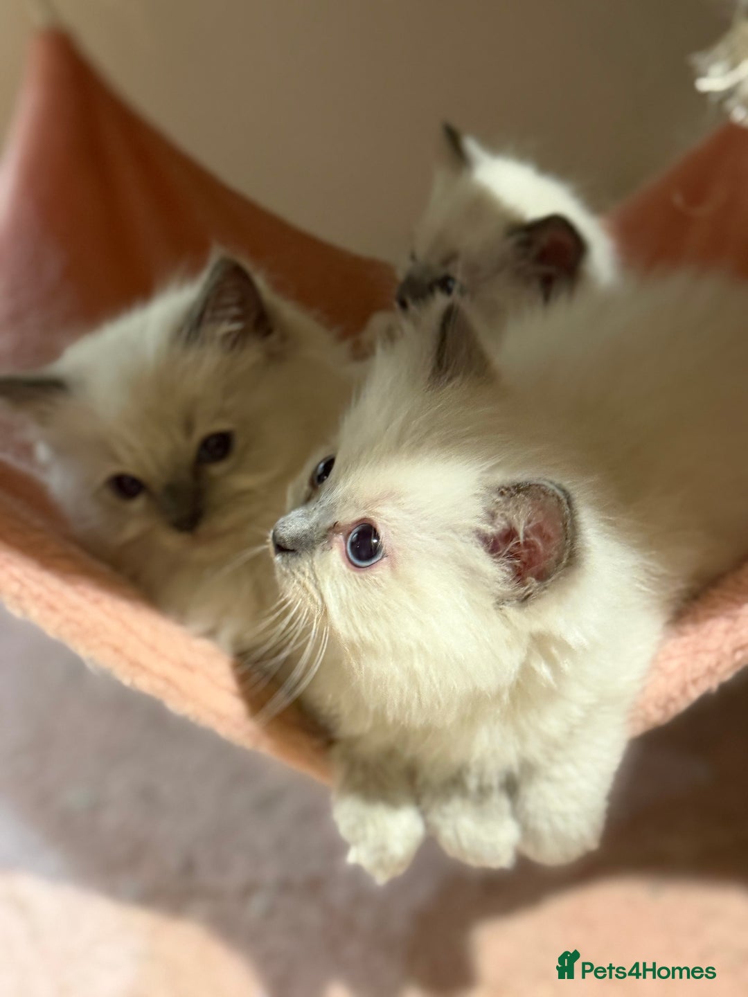 Ragdoll cats for sale: 🐾 Pure Ragdoll Kittens Looking for Loving Homes  - Advert 13