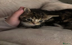 Mixed Breed cats for sale: *ONE LEFT* Beautiful long hair kittens - Advert 25