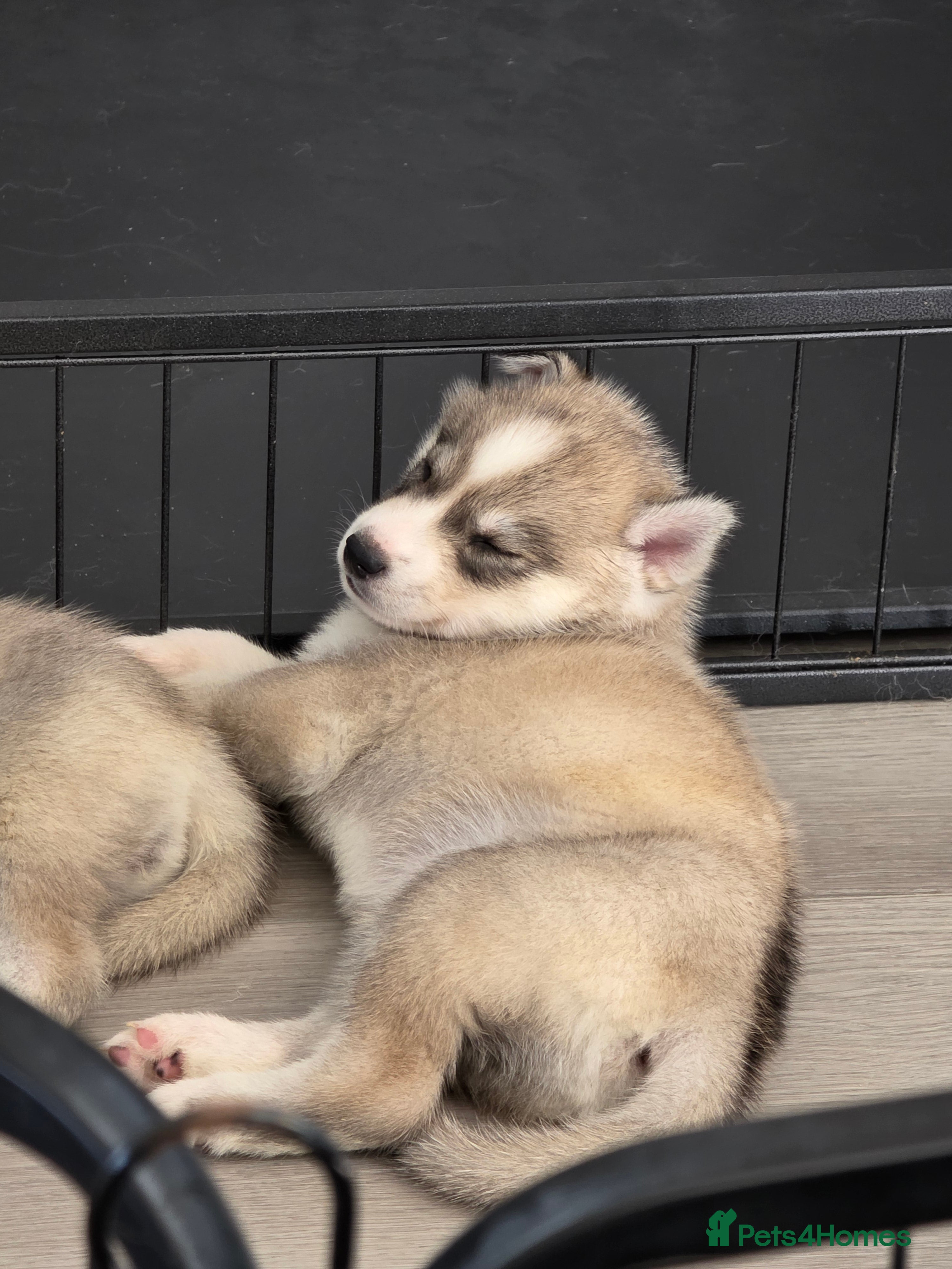 Siberian Husky dogs Pure Siberian Huskie pups - Advert 3