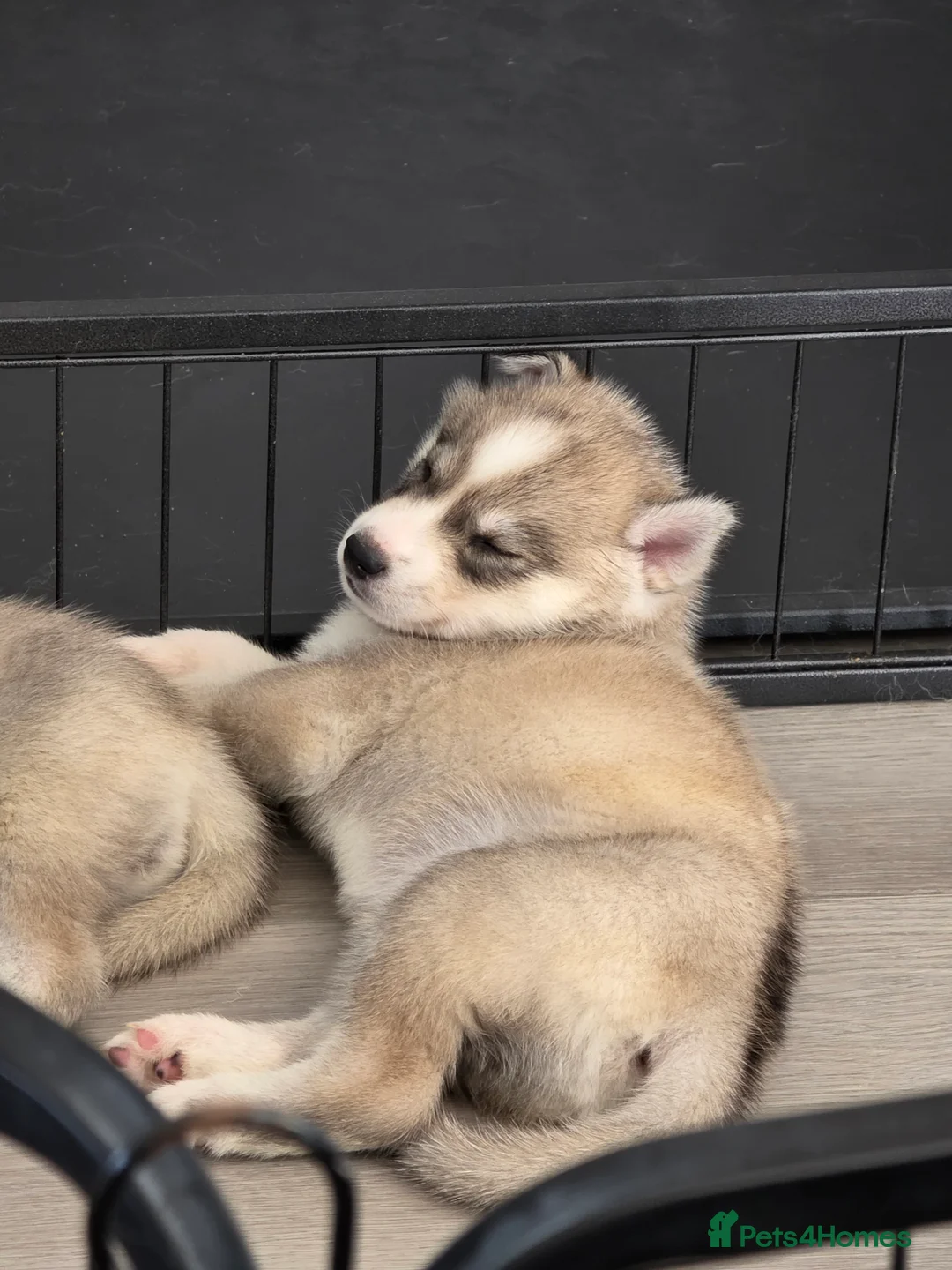 Siberian Husky dogs for sale: Pure Siberian Huskie pups in Cranleigh - Advert 1