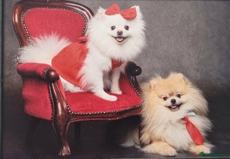 Pomeranian dogs Puppies  - Advert 2
