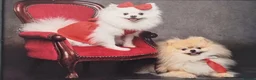 Pomeranian dogs for sale: Puppies  - Advert 1