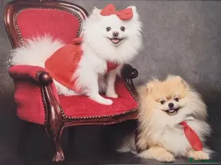 Pomeranian dogs Puppies - Advert 17