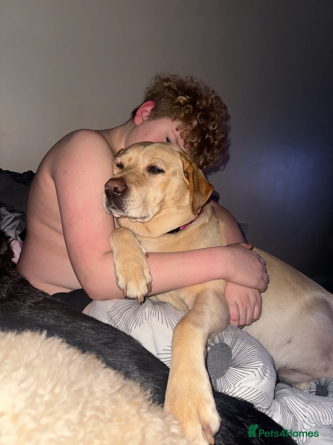 Labradoodle dogs for sale: F2bb labradoodle  - Advert 20