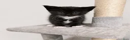 Maine Coon cats for sale: Mainecoon x babies ready now - Advert 6
