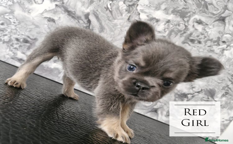 French Bulldog dogs - Advert 16