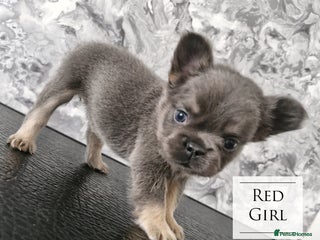 French Bulldog dogs for sale - Advert 1