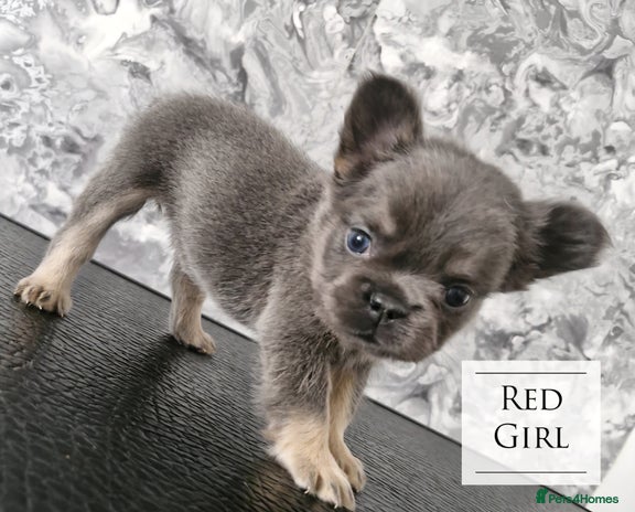 French Bulldog dogs - Advert 16