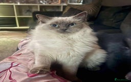 Ragdoll cats for sale: 4 brown fluffy ragdoll cross kittens  - Image 1