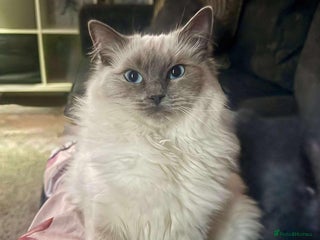Ragdoll cats for sale - Advert 1