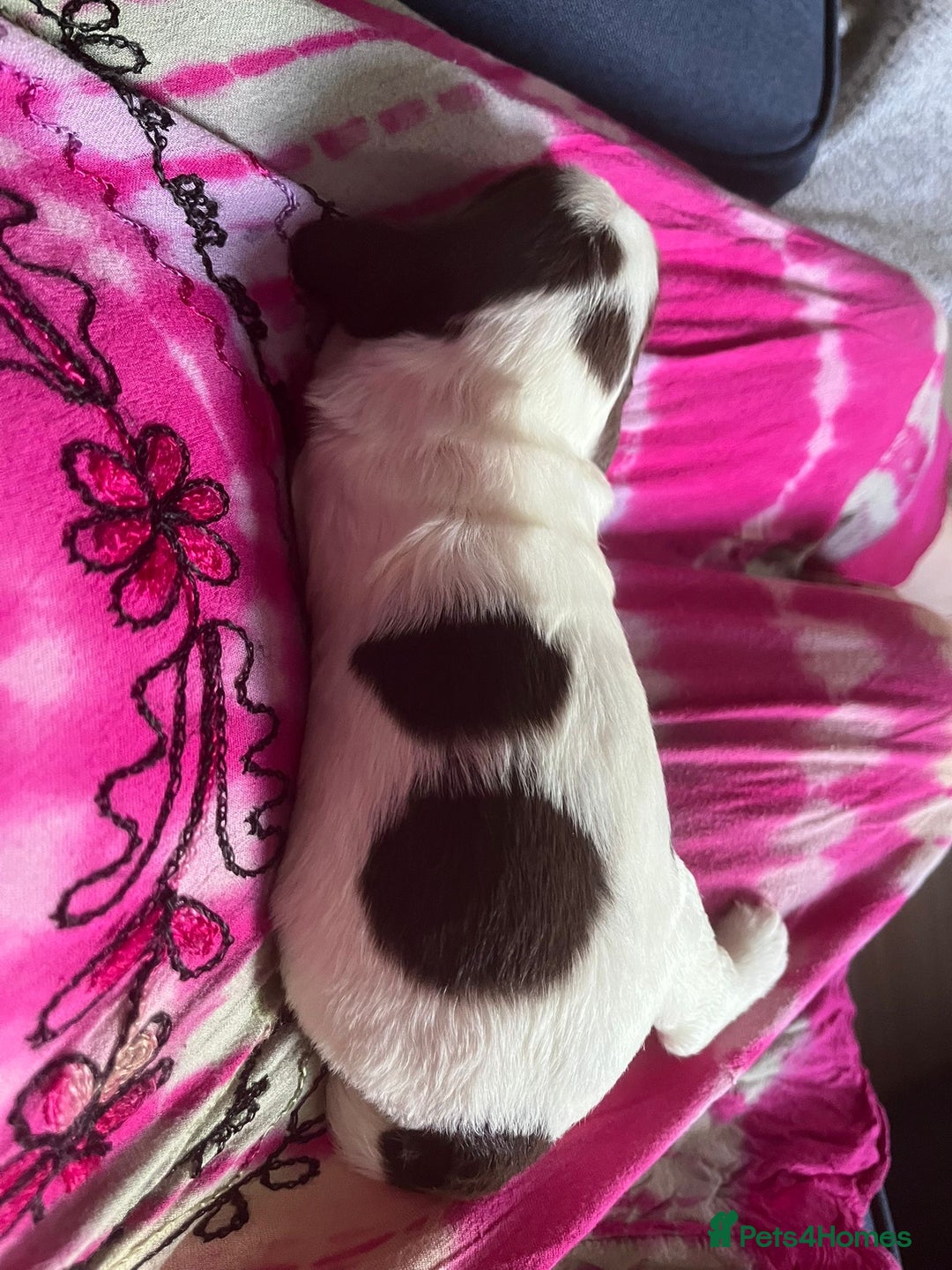 Sprocker dogs for sale: Beautiful Sprocker puppies  - Image 18