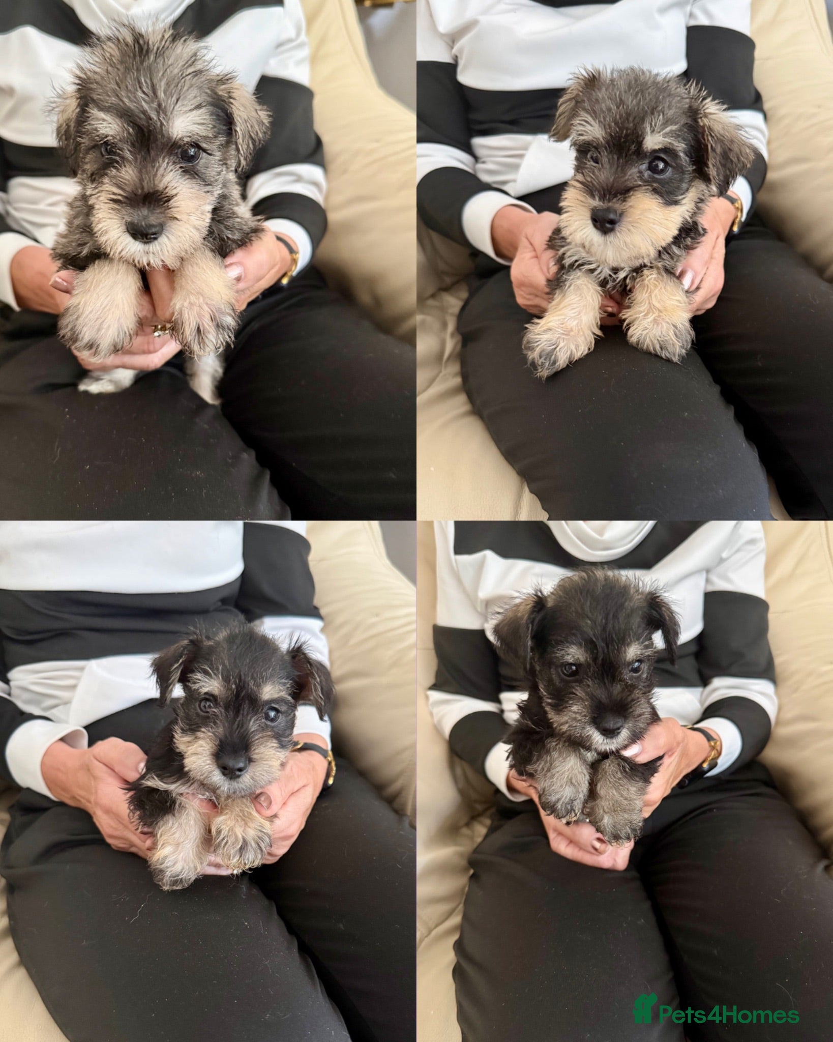 Miniature Schnauzer dogs Beautiful kc reg miniature schnauzer puppies - Advert 17