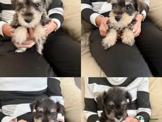Miniature Schnauzer dogs Beautiful kc reg miniature schnauzer puppies - Advert 2