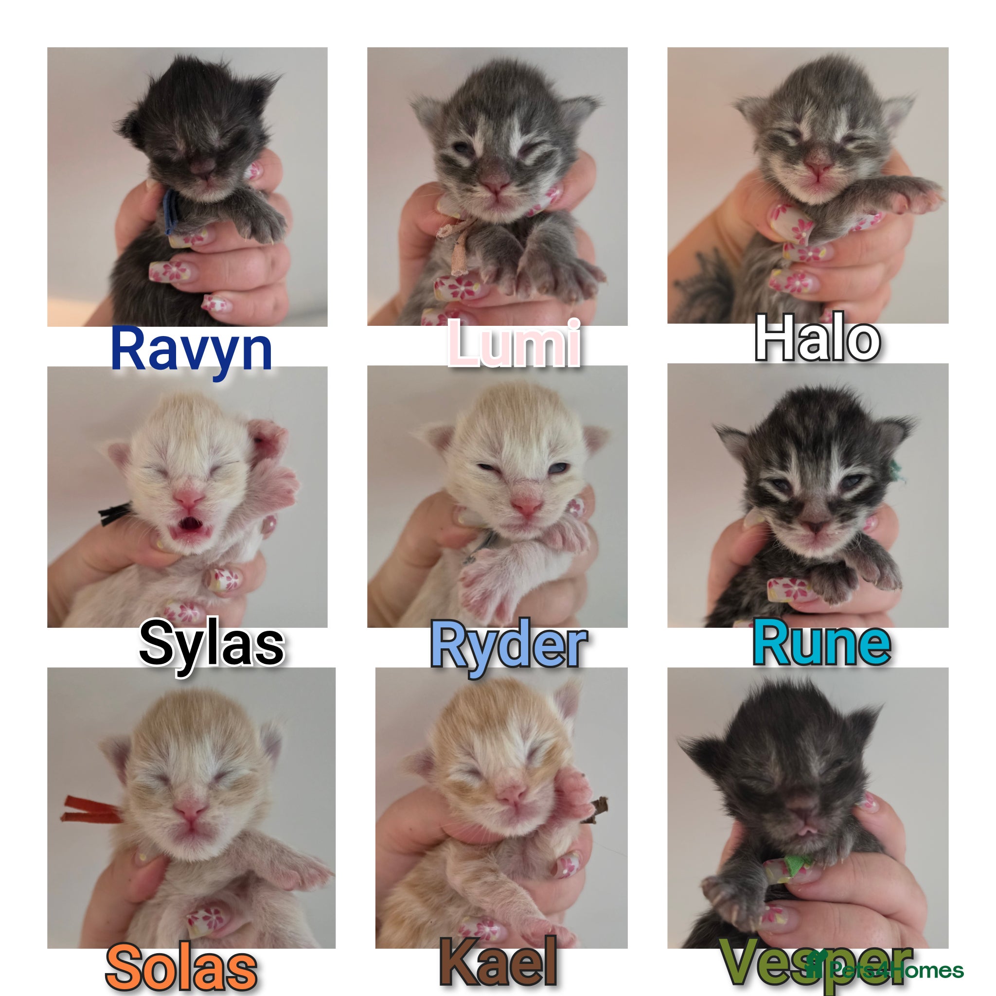 Maine Coon cats Beautiful TICA Registered Maine Coon Kittens - Advert 1