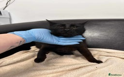 Mixed Breed cats for adoption: 🐈‍⬛Bernard🐈‍⬛ is looking for his forever home! - Image 5