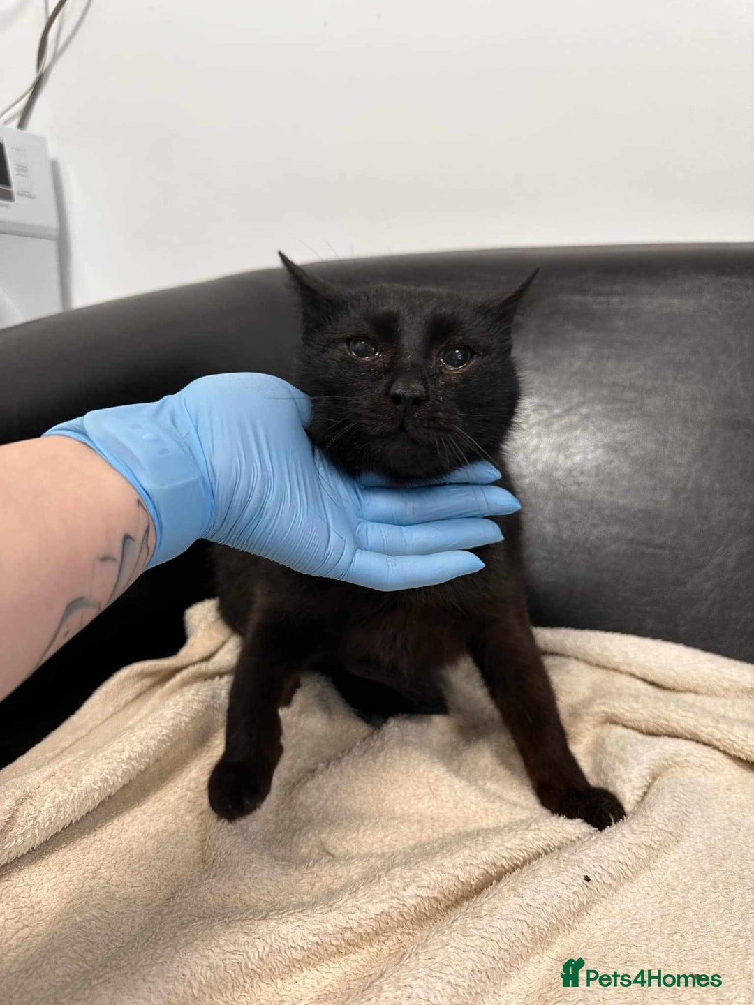 Mixed Breed cats for adoption: 🐈‍⬛Bernard🐈‍⬛ is looking for his forever home! - Image 5