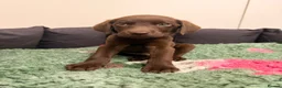 Labrador Retriever dogs for sale: 2 LEFT READY SOON KC CHOCOLATE LABRADOR PUPPIES - Advert 10