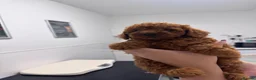 Cavapoo dogs for sale: Last 3 deep red cavapoos  - Advert 1