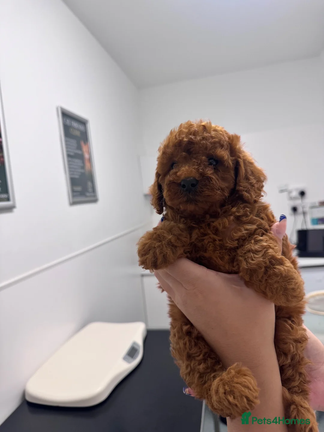 Cavapoo dogs for sale: Last 3 deep red cavapoos  - Advert 1